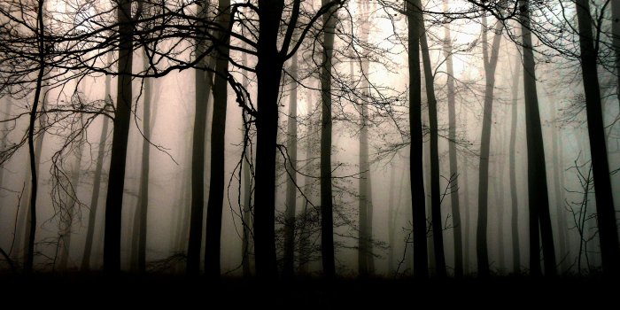 3840x2160 4K Dark Forest Wallpaper | ID: 109