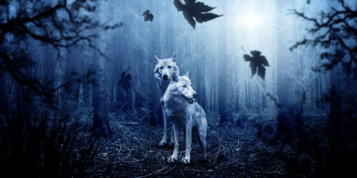 3840x2160 Dark - Forest Dark (#302758) - HD Wallpaper Download