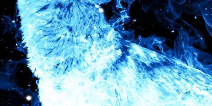 800x1280 Ice Fire Wolf Wallpaper for Android - APK Download