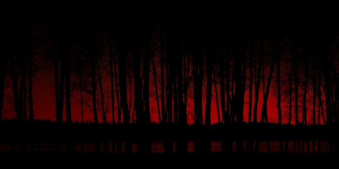 1920x1080 Dark Forest Wallpapers Hd | Nature HD Wallpaper