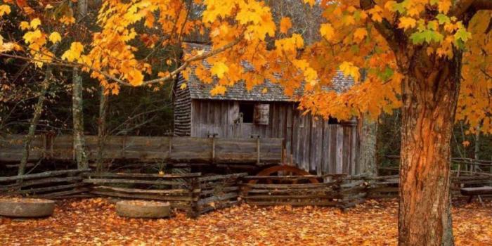 1024x768 Fall Scenes Wallpaper and Screensavers | Autumn Yard Wallpaper