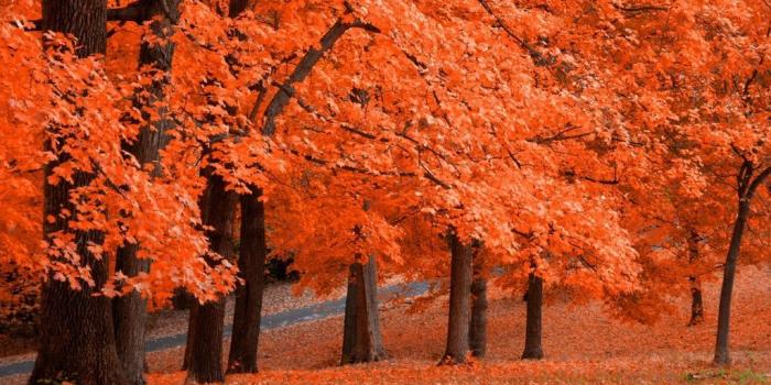 1024x768 Fall Scenes Wallpaper and Screensavers | Free Screensavers Download