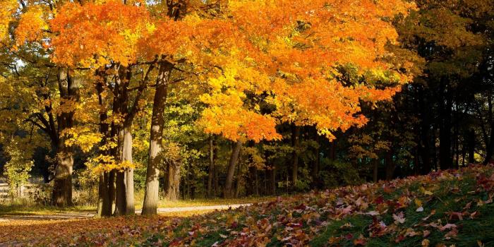 2560x1440 Fall Scene ❤ 4K HD Desktop Wallpaper for 4K Ultra HD TV • Tablet