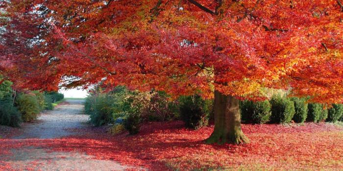 1600x1200 65+ Animated Fall Scenes Wallpapers - Download at WallpaperBro