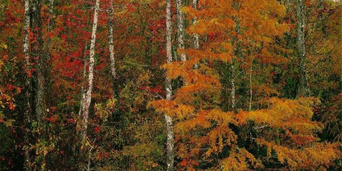 1024x768 Fall Scenes Wallpaper and Screensavers | hope you enjoy this free