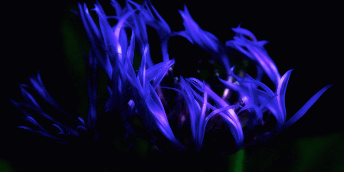 2560x1440 Blue Fire Wallpaper - Wallpapers Browse