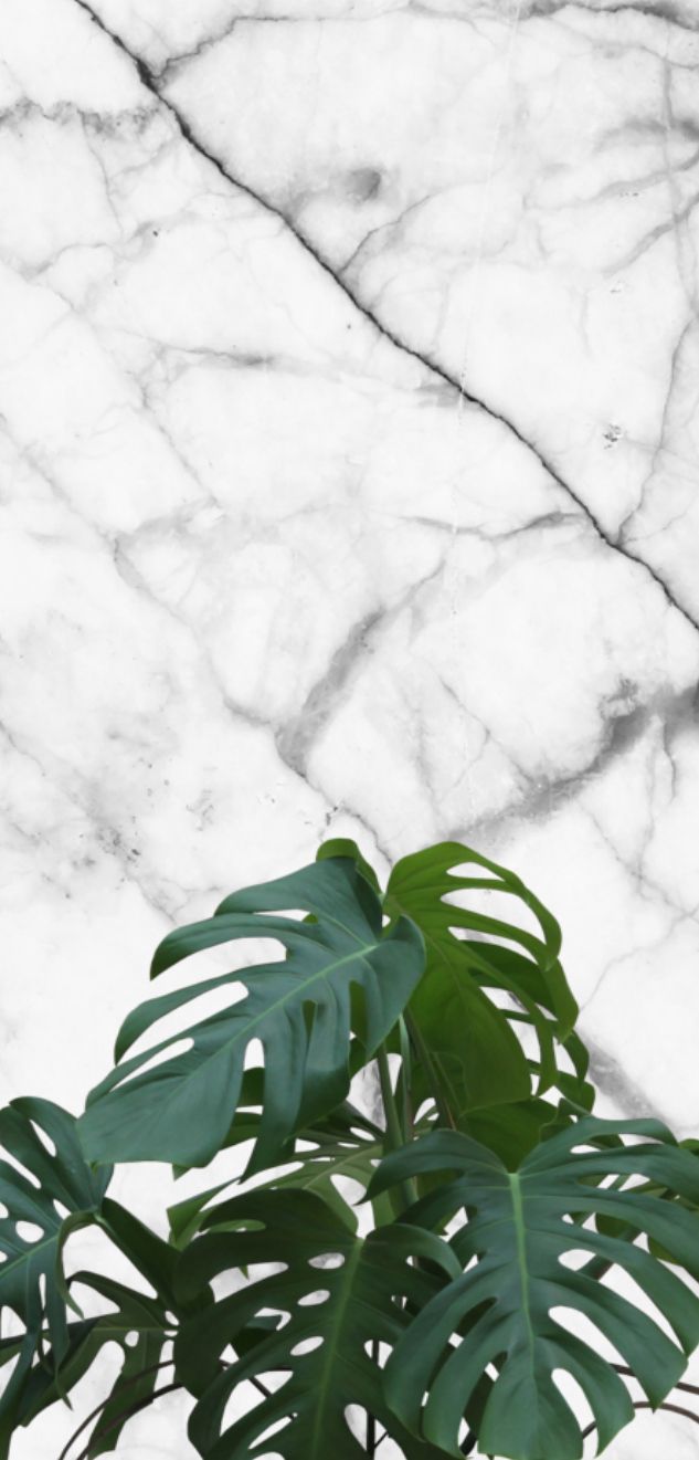 633x1321 Marble X Plant - iPhone Background/Wallpaper | ♡My fav Tumblr♡ v