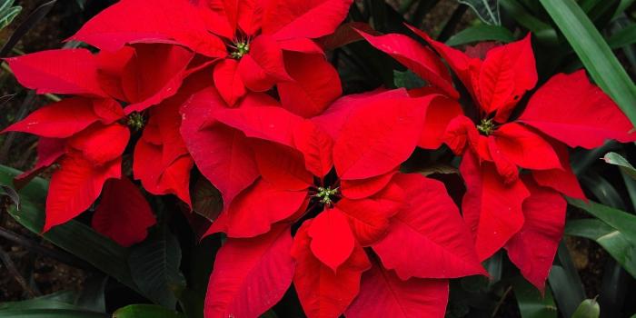 2200x1440 Download wallpaper 2200x1440 poinsettia, flower, bright, red hd