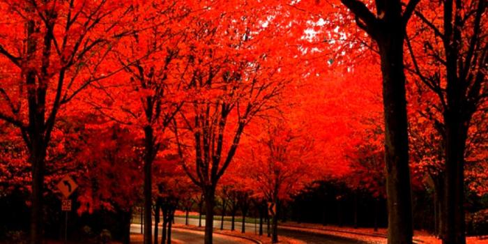 1528x945 Beautiful Autumn Wallpaper | Room Wallpapers
