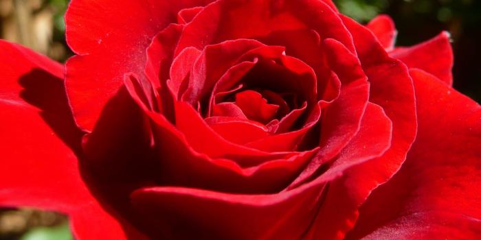 1601x1200 MLeWallpapers.com - Bright Red Rose