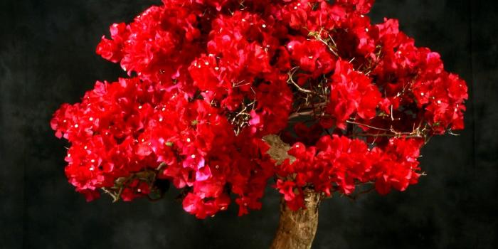 1920x1440 3341210 Bougainville, Bloom, Bright, Red, Trunk wallpaper and