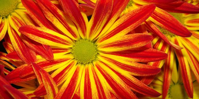 2560x1600 Bright Red And Yellow Daisies HD Wallpaper | Background Image
