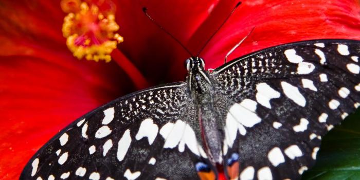 2048x2048 Wallpaper Butterfly, Bright red, Hibiscus, Bloom, Animals, #3503