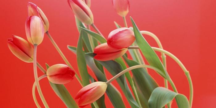 1600x1200 tulips flowers bright red background wallpaper | Super HD Wallpaper