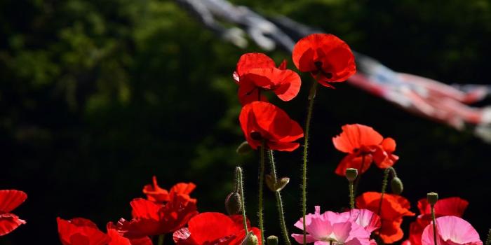 1332x850 Wallpaper summer, light, flowers, the dark background, stems, bright