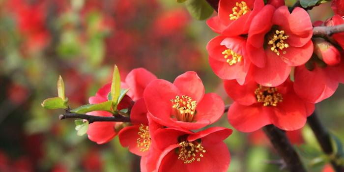 1920x1080 Bright red blossoms HD desktop wallpaper : Widescreen : High