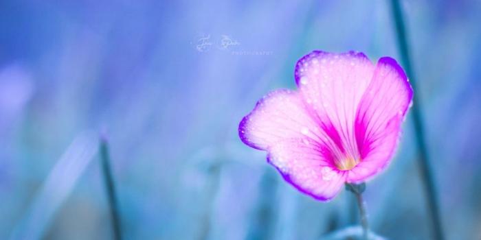 1116x789 Flowers: Fairy Winter Peter Soft Pink Nature Macro Flower Free
