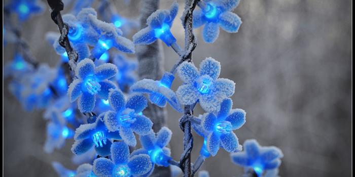 1280x855 Desktop Wallpapers Flowers Fairy lights Closeup