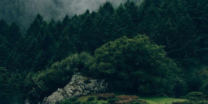 736x1308 26 Beautiful Back to Nature iPhone Wallpapers | Photography | Nature