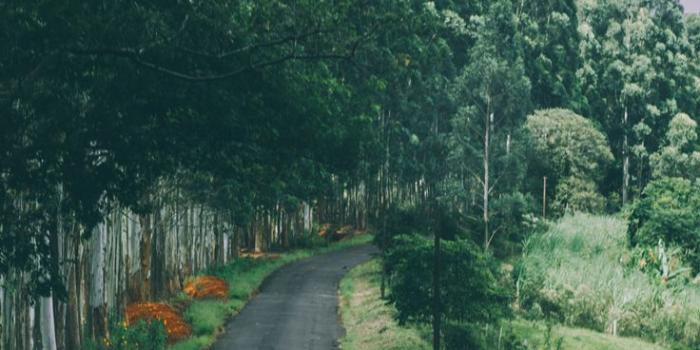 736x1308 26 Beautiful Back to Nature iPhone Wallpapers | Preppy Wallpapers