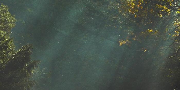 750x1334 iPhone7papers.com | iPhone7 wallpaper | na73-wood-nature-tree