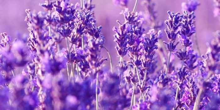 1080x1920 Beautiful Lavender Flowers | LaVenDer 》薰衣草 in 2019 | Purple