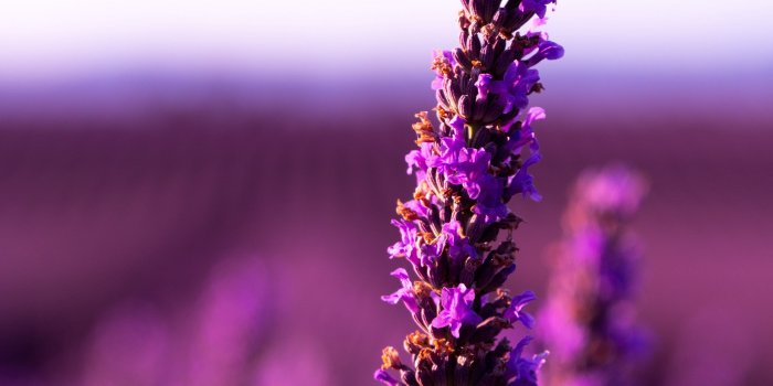 3840x2160 4K Lavender Flower Purple Wallpaper - [3840x2160]