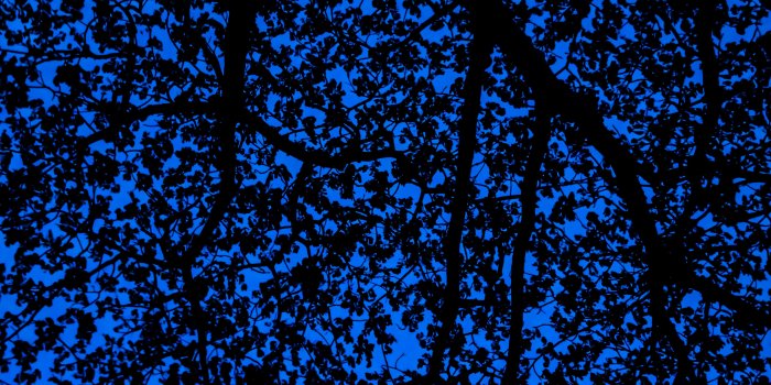 5472x3648 Wallpaper : Download Branches Sky Dark Tree Leaves Blue Pattern