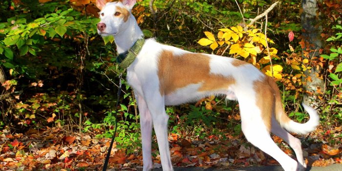 1280x939 Best 61+ Ibizan Hound Wallpaper on HipWallpaper | Hellhound