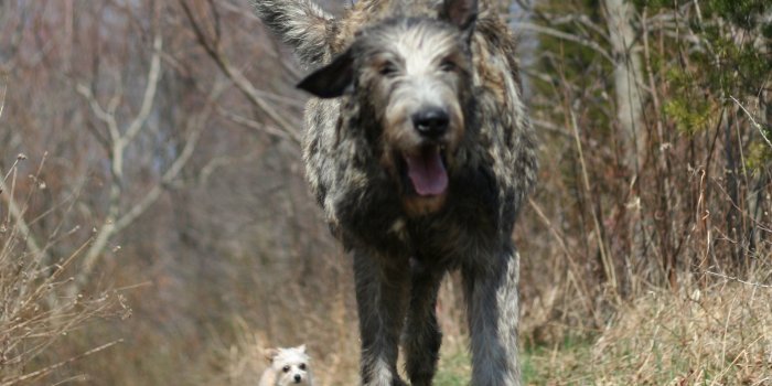 2030x1967 Best 31+ Irish Wolfhound Wallpaper on HipWallpaper | Irish Wolfhound