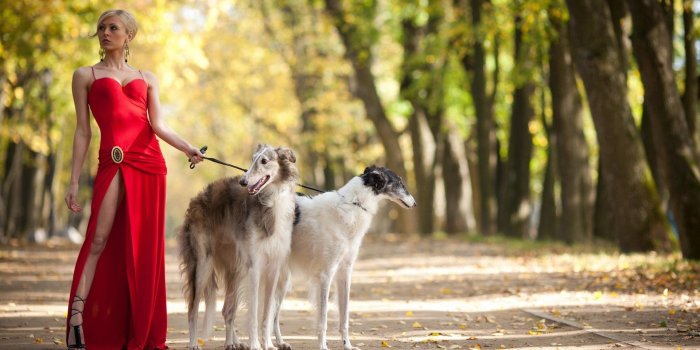 1920x1200 Stylish Dog Walking | Walking the Dog | Dresses, Dog dresses