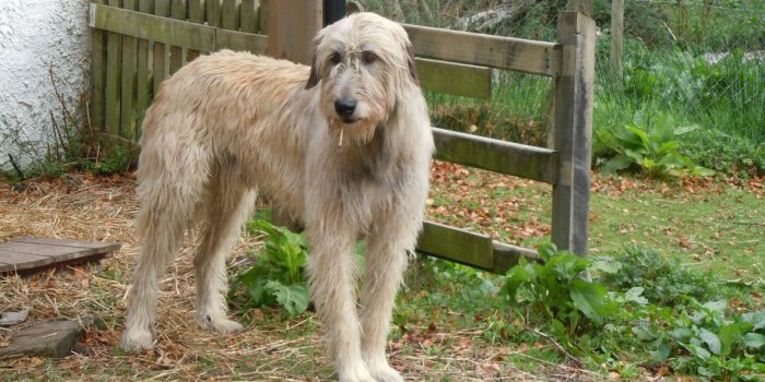 1152x864 Best 31+ Irish Wolfhound Wallpaper on HipWallpaper | Irish Wolfhound