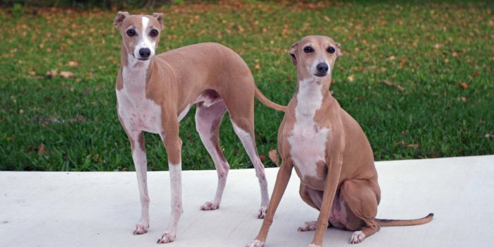 3179x2119 Best 61+ Ibizan Hound Wallpaper on HipWallpaper | Hellhound