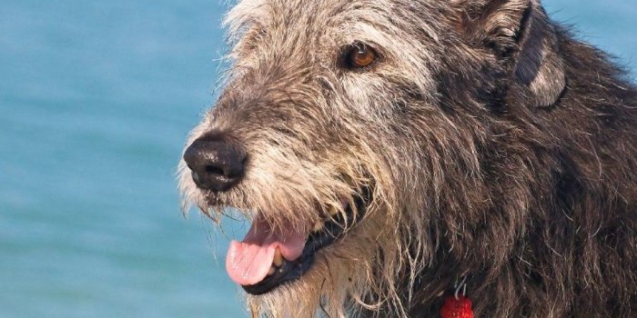 1024x768 Best 31+ Irish Wolfhound Wallpaper on HipWallpaper | Irish Wolfhound