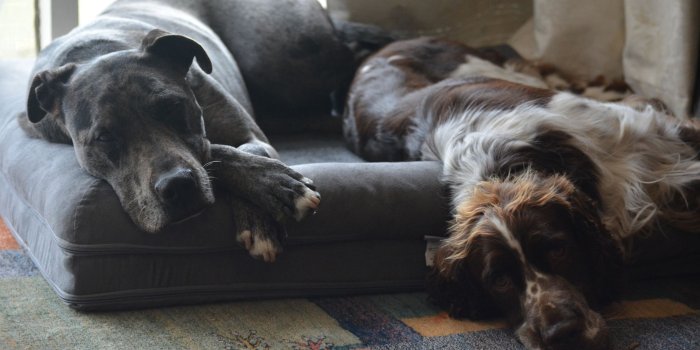 2048x1152 i think my dogs are neat