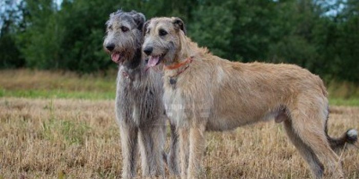 1200x801 Best 31+ Irish Wolfhound Wallpaper on HipWallpaper | Irish Wolfhound