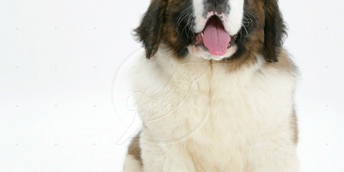 889x1104 st bernard wallpaper | WP38504 Saint Bernard puppy, Vogue , wearing