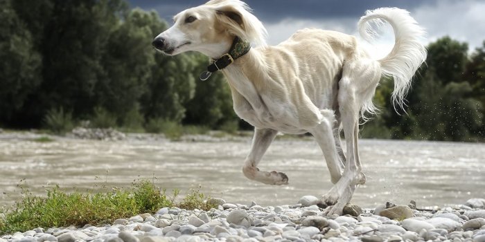1200x798 Best 61+ Ibizan Hound Wallpaper on HipWallpaper | Hellhound