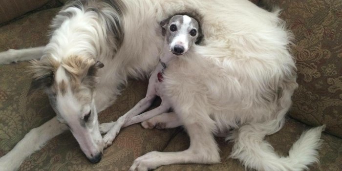 2048x1536 Borzoi & Italian Greyhound--adorable | Char-Leigh's Hounds | Dogs