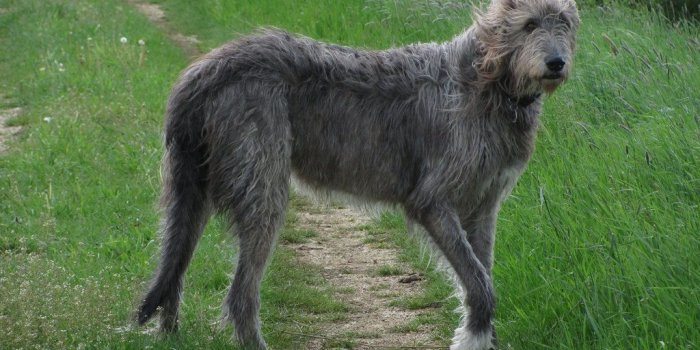 1024x768 Best 31+ Irish Wolfhound Wallpaper on HipWallpaper | Irish Wolfhound
