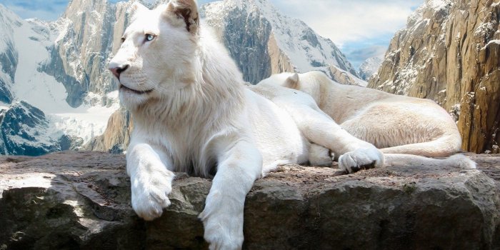 1920x1080 22 White Lion HD Wallpapers | Background Images