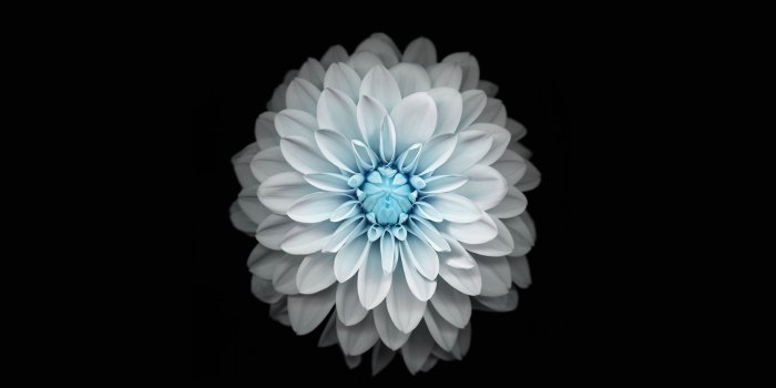 2732x2732 ac92-wallpaper-apple-iphone6-plus-ios8-flower-blue-wallpaper