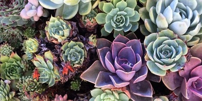 1024x768 Succulent Desktop Wallpapers - Top Free Succulent Desktop