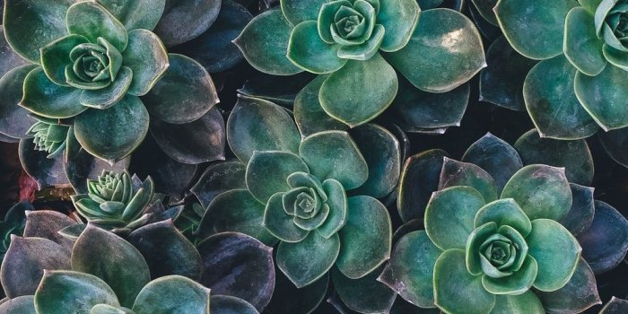1000x1514 100+ Succulent Pictures | Download Free Images on Unsplash