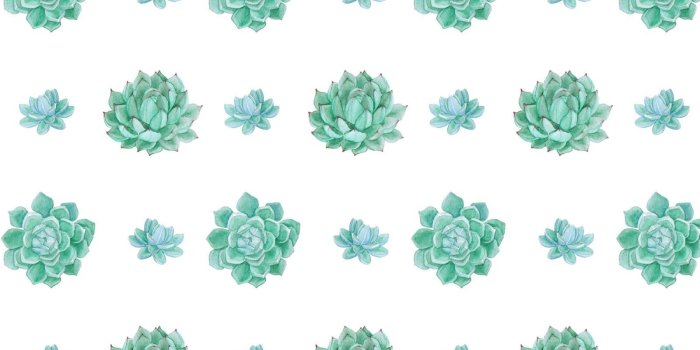 1600x900 Succulent Desktop Wallpapers - Top Free Succulent Desktop