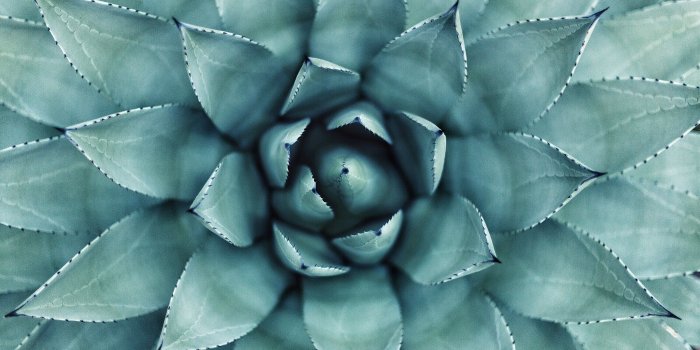 3000x2000 100+ Succulent Pictures | Download Free Images on Unsplash