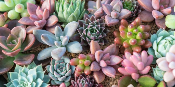 1920x1080 Succulent Desktop Background (106+ images in Collection) Page 2