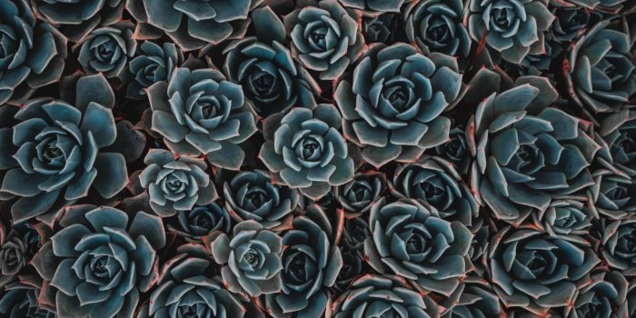 1920x1080 Download wallpaper 1920x1080 echeveria, succulent, flowers