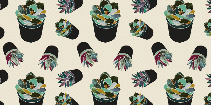 3000x2005 Succulent Wallpapers