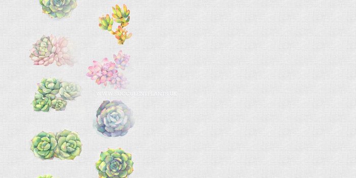 2560x1413 FREE SUCCULENTS DESKTOP WALLPAPER WWW.SUCCULENTPLANTS.UK – Succulent